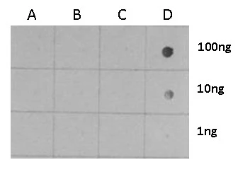 Dotblot analysis of anti-Histone H3 (phospho Ser28) antibody with peptide samples.